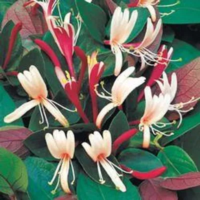 Immagine prodotto di Lonicera heckr. 'American Beauty' - Geißblatt 'American Beauty' 80-100 cm | Topf