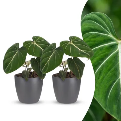 Produktbild von Green boutiQ - Philodendron Gloriosum - Gloriosum Philodendron - 2 Pflanzen - mit Potter Grau - Topf 12cm - Höhe - 25cm
