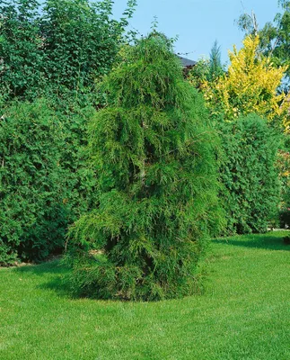 Produktbild von Chamaecyparis pisifera 'Plumosa Flavescens', gelbgrün, 30–40 cm
