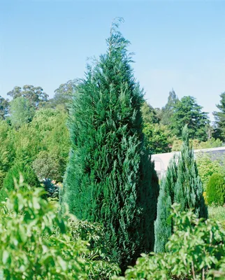 Produktbild von Chamaecyparis lawsoniana 'Alumii', Blaue Scheinzypresse, 80–100 cm