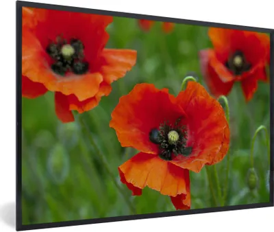 Produktbild von MuchoWow® Gerahmtes Poster Nahaufnahme von roten Mohnblumen 60x40 cm - Poster mit Schwarzem Bilderrahmen Wandposter Rahmen Foto Bilder - Printing - Wanddeko Schlafzimmer