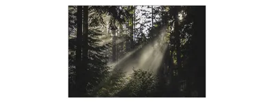Zdjęcie produktu dla Fototapeta Abstrakcja Promienie Słoneczne Pejzaż Gorski Natura Przyroda Las we mgle modna dekoracja do Salonu 3D 360x240cm