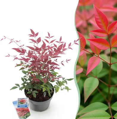 Image de Green boutiQ - Plante de jardin - Nandina Obsessed - Rouge - 1 plante - À feuillage persistant - Peu d'entretien - Pot de 17 cm, hauteur 45 cm