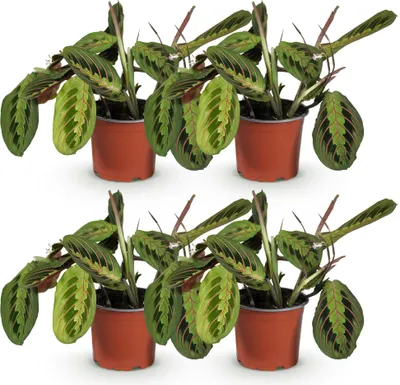 Image de Lot de 4 marantas « Fascinator » tricolores, Ø12cm, hauteur 30-35cm, plante de