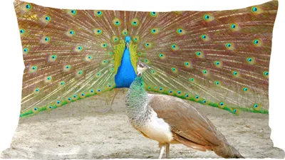 Produktbild von MuchoWow® Zierkissen Sofakissen Wohnzimmer Dekokissen 50x30 cm Pfaue - Vögel - Federn - Wohnzimmerdekoration - Polster mit Photo