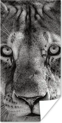 Produktbild von MuchoWow® Poster Tierprofil Löwin in schwarz und weiß 60x120 cm - Wandschmuck