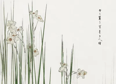 Immagine prodotto di Poster 18x13cm Jonquil, Bijutsu Sekai Giapponese Vintage