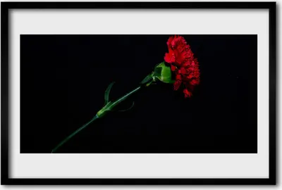 Produktbild von Bild 60x40 MDF-Rahmen Wandkunst Natur Blume Pflanze
