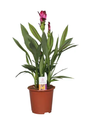 Imagen del producto de Siam Splash, planta de 65 cm de altura, color violeta. Tulipán de Siam