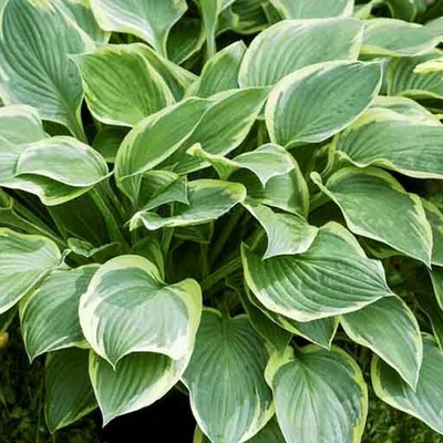 Image de 6 x Hosta fortunei 'Aureomarginata' - Pot 9cm x 9cm