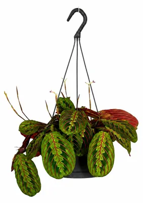 Produktbild von Maranta leucora 'Fascinator' Pflanze, Schattenpflanze, Trieblänge ca. 30cm, 17cm Ampeltopf, KI-generiertes Bild