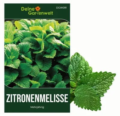 Produktbild von Zitronenmelisse  Samen - Melissa officinalis - Zitronenmelissesamen - Kräutersamen - Saatgut für 150 Pflanzen
