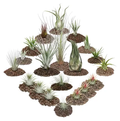 Produktbild von 1 Tillandsien Set mit 20 Pflanzen inclusive 3 XXL-Pflanzen
