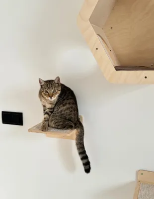 Image de Marche murale. Marche murale pour chat
