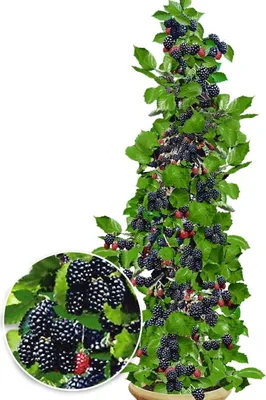 Produktbild von BALDUR Garten 2x Säulen-Brombeeren Navaho® 'Big&Early' dornenlos, Pflanzen im 2-Liter Containertopf, Rubus fruticosa Säulenobst, Beerenobst, Brombeerpflanze, winterhart, platzsparende Säulen