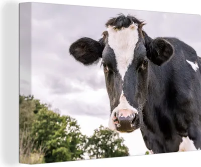 Produktbild von OneMillionCanvasses® - Leinwandbilder - 140x90 cm, Kuh - Tier - Porträt - Schwarz, Wandbilder Kunstdruck Wanddekoration