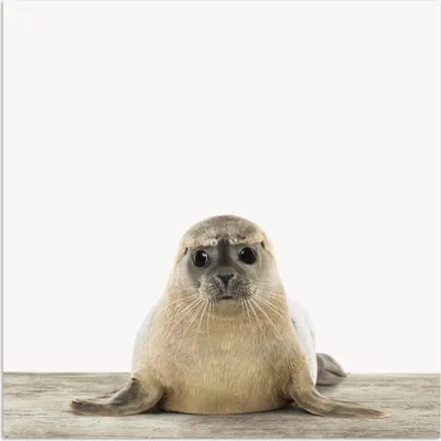 Produktbild von MuchoWow® Poster Robbe - Tiere - Kinder - Jungen - Mädchen - Kinder 75x75 cm - Wand Dekoration