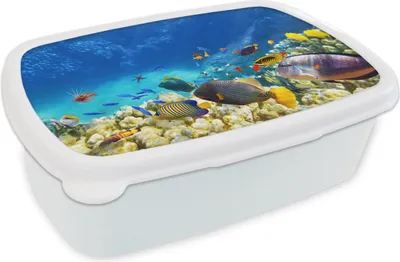 Produktbild von KitchenYeah® Lunchbox Brotzeit Brotdose 17x11 cm Meer - Fische - Korallen - Unterwasserwelt Kinder Brotzeitdose - Lunch Box - Kinder - Sandwich-Box - Schulbox - Lunch Boxen