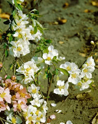 Zdjęcie produktu dla Chaenomeles 'Nivalis', pigwa ozdobna, biała, 40-60 cm