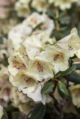 Produktbild von Rhododendron Hybr. 'Viscy', INKARHO, immergrün, 40–50 cm
