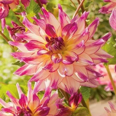 Produktbild von Dahlie Knolle Blüten Sommerblumen Herbstblumen Dekorative Dahlie Zoye Rey 1 St.