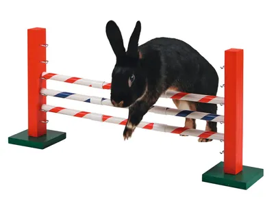 Produktbild von Kerbl Steilsprung für Nager Agility 70x5x35 cm