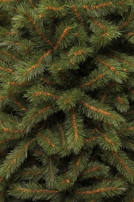 Produktbild von Black Box Trees Kingston Künstlicher Weihnachtsbaum - H215 cm - Grün