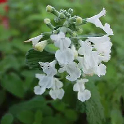 Obrázek produktu pro 6 x kočičí máta zahradní - Nepeta 'Snowflake' | květináč 9 cm x 9 cm