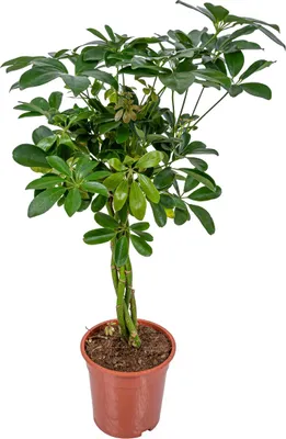 Zdjęcie produktu dla Bloomique - Schefflera Arboricola - Drzewo palczaste - Rośliny doniczkowe - Oczyszczające powietrze - Łatwe w utrzymaniu - Wysokość 60-80 cm - Doniczka 19 cm