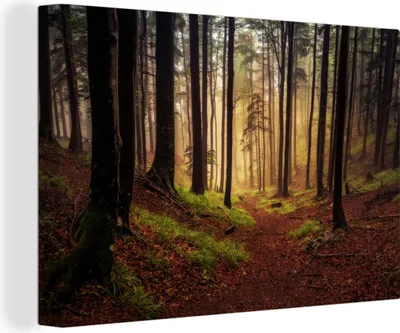 Obrázek produktu pro OneMillionCanvasses® Malba na plátně Nástěnná malba na plátně - Stromy - Příroda - Les - 150x100cm