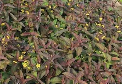 Immagine prodotto di 6 x Lysimachia cil. 'Firecracker' - Pennywort - vaso 9 x 9 cm