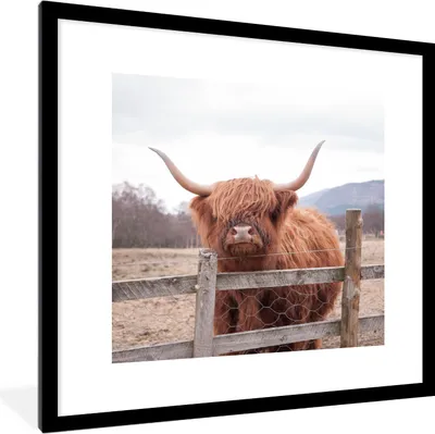 Produktbild von MuchoWow® Gerahmtes Poster Scottish Highlander - Gras - Zaun 40x40 cm - Poster mit Schwarzem Bilderrahmen Wandposter Rahmen Foto Bilder - Poster - Plakat im Rahmen