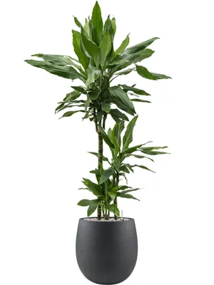 Obrázek produktu pro Nieuwkoop Europe BV Dracaena fragrans Janet Lind v obalu Grigio, průměr 30 cm