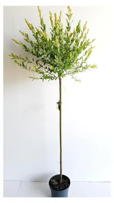 Produktbild von Harlekinweide, Salix integra Hakuro Nishiki (Höhe: 170-180 cm)