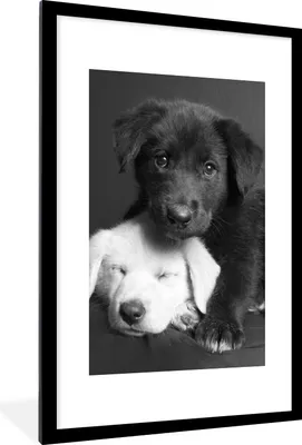 Produktbild von MuchoWow® Gerahmtes Poster Hunde - Welpe - Schwarz - Weiß - Tiere 60x90 cm - Poster mit Schwarzem Bilderrahmen Wandposter Rahmen Foto Bilder - Dekoration - Wandposter Wohnzimmer - Hochwertig
