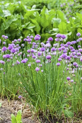 Produktbild von Allium schoenoprasum, Schnittlauch, ca. 9x9 cm Topf