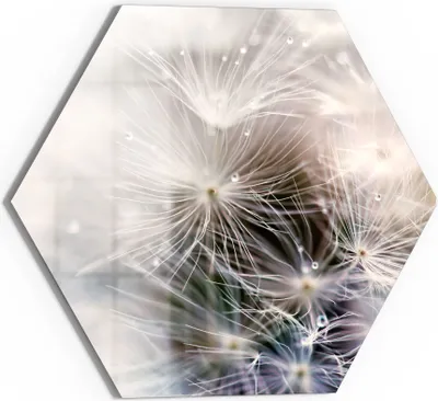 Produktbild von DEQORI Glasbild Echtglas 55x48 cm 'Detailaufnahme Pusteblume' Wandbild Bild modern Deko