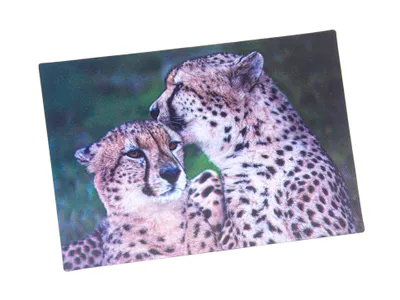 Produktbild von 3 D Ansichtskarte Geparde, Postkarte Wackelkarte Hologrammkarte Tiere Tier Gepard Raubkatze