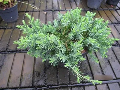 Produktbild von Kriechwacholder Blue Pacific - Juniperus conferta Blue Pacific - 15-20cm