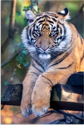 Produktbild von MuchoWow® Poster Tiger - Bäume - Natur 20x30 cm - Papierdruck