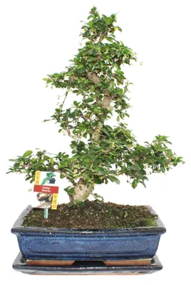 Produktbild von Bonsai Fukientee - Carmona microphylla - ca. 12-15 Jahre