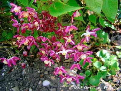 A close-up of a cluster of pink and white flowers with green leaves in the background.