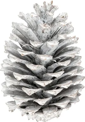 Produktbild von Pinus maritima Weiß, Größe 10-14cm, 10 Stück | Weiße Tannenzapfen