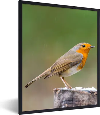 Produktbild von MuchoWow® Gerahmtes Poster Tiere - Vogel - Rotkehlchen 30x40 cm - Poster mit Schwarzem Bilderrahmen Wandposter Rahmen Foto Bilder - Wanddeko - Kunstdrucke