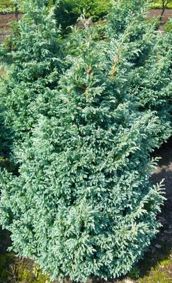 Produktbild von Kleine Silberzypresse Chamaecyparis pisifera 'Boulevard' 20 - 25 cm