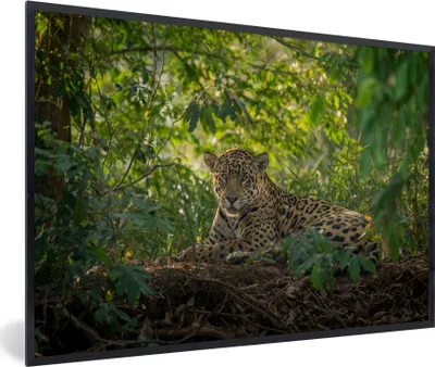 Produktbild von MuchoWow® MuchoWow® Gerahmtes Poster Jaguar im Dschungel 60x40 cm - Poster mit zchwarzem Bilderrahmen - Printing - Wanddeko Schlafzimmer