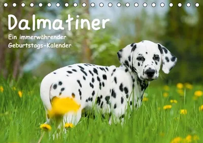 Produktbild von Calvendo Verschiedene Motive von Dalmatiner-Hunden (Tischkalender, 14 Seiten) 978-3-660-50582-5