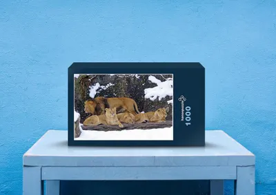 Produktbild von hansepuzzle 28752 - Löwenrudel Puzzle, 1000 Teile, Tierwelt, 60,0 x 46,0cm mit hochwertiger Aufbewahrung, Kartonbox und wiederverschließbarem Beutel