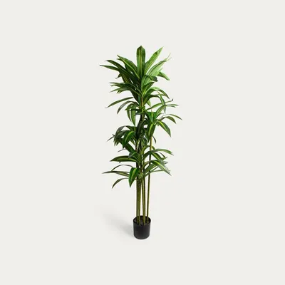 Produktbild von HOMLA GREENORA Kunstpflanze Dracena 160 cm