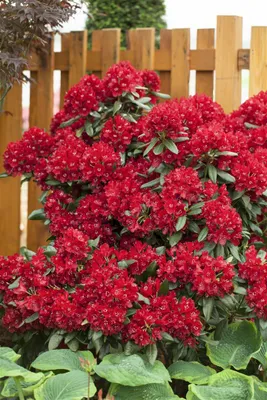 Produktbild von Rhododendron Hybr. 'Sammetglut', dunkelrot, 30–40 cm